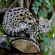 Illustration for article titled Caturday - Prionailurus bengalensis Edition